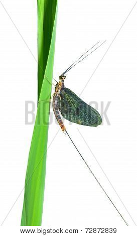 Mayfly