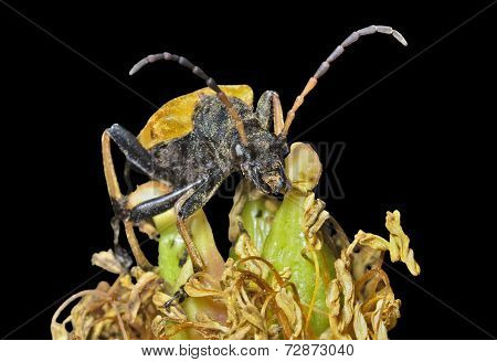 Caprocorn Beetle (brachyta Bifasciata)