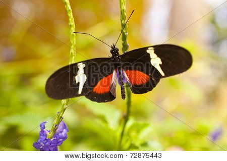 Heliconius Clysonymus