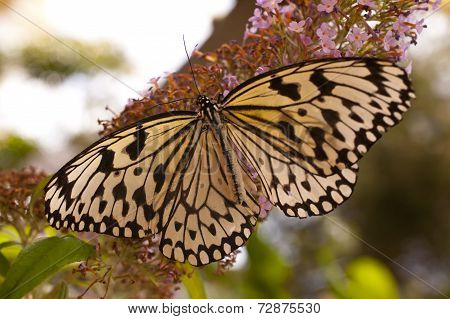 Idea Leuconoe