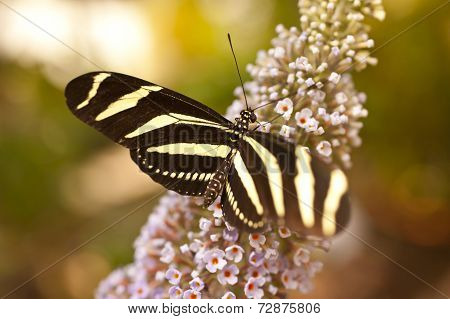 Heliconius Charitonius