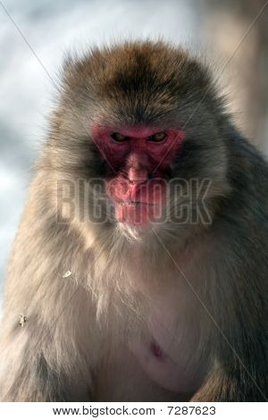 Snow Monkey