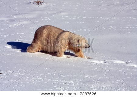 Mercedes der Eisbär