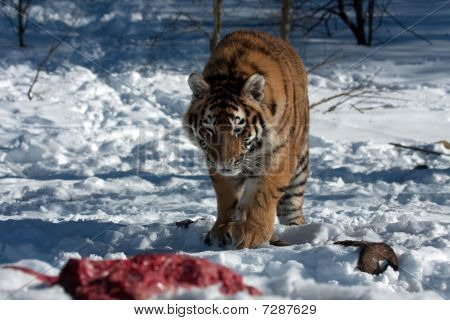 Amur-tiger