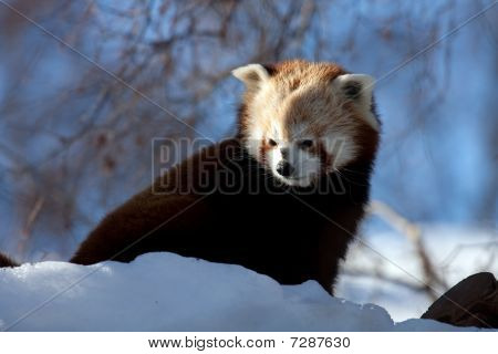 Roter Panda