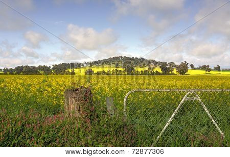 Flowering Fields Of Canola