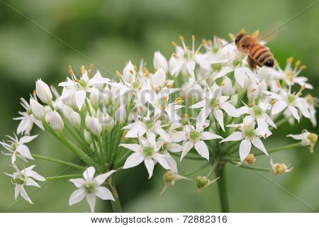Chinese Chive flowers and bee