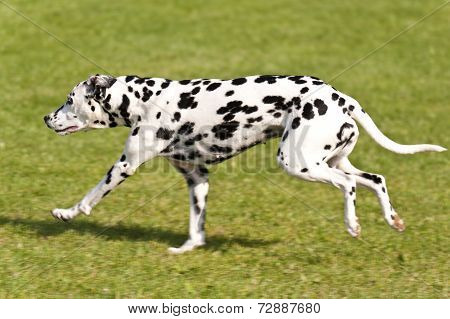Dog Race