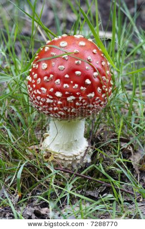 Fliegen Gift Amanita