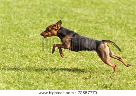 Dog Race
