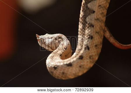 Beautiful Horned Viper