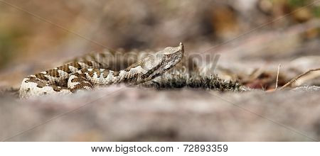 Immature Vipera Ammodytes
