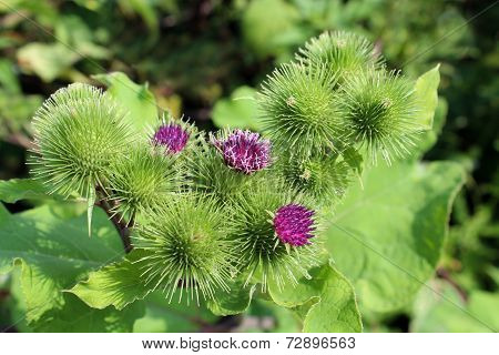 Flowers Of Prickles Of A Burdock
