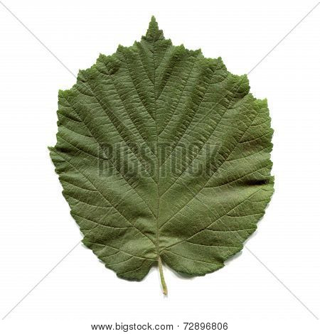 Hazel Tree Leaf