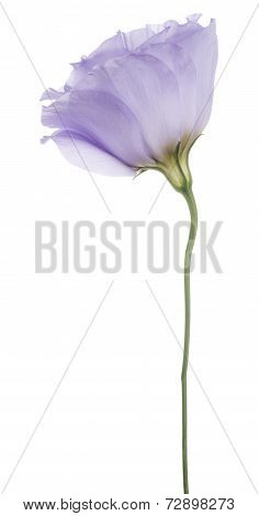 Eustoma