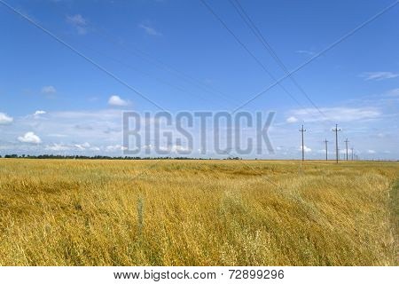Field of ripe yellow wheat in Ukraine