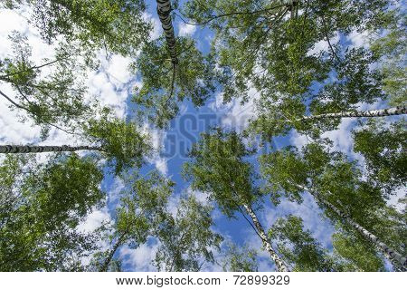 Tree tops viewed from below