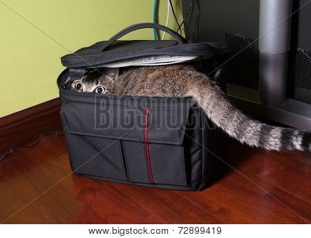 Cat In A Black Bag