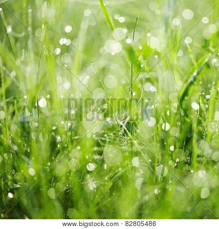 Fresh Green Grass With Dew.