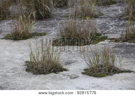Hassocks In Concrete