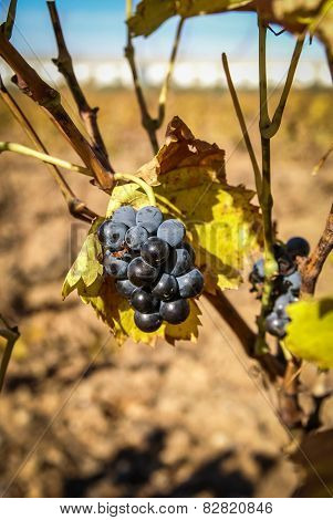 Grapes At Estepas De Belchite, Zaragoza, Aragon, Spain