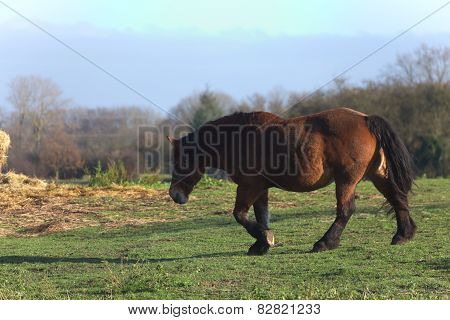Heavy Horse