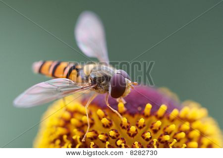 Pegefølsomme flyve på blomst