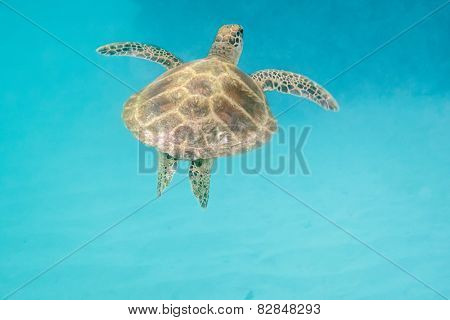 Sea turtle is swimming in the hot sea of Seychelles