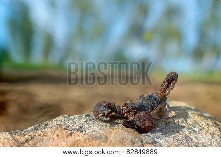 scorpion