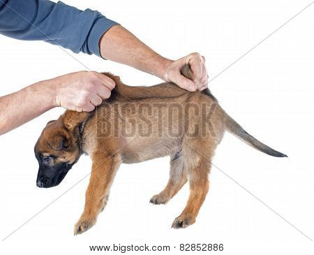 Puppy Malinois