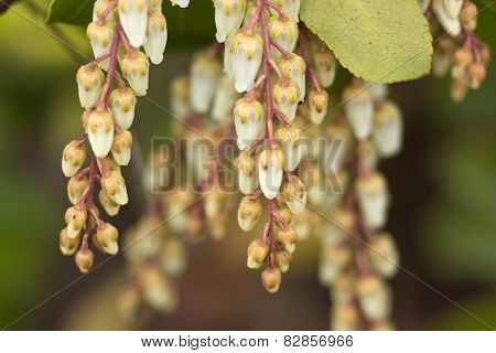 Pieris japonica in garden