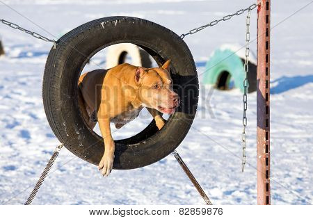American Pit Bull Terrier Jumping Through A Tire