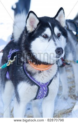 Husky Dog Used In Sled On Leash