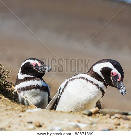 Magellanic Penguin (Spheniscus magellanicus) in Patagonia