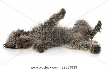 Puppy Lagotto Romagnolo