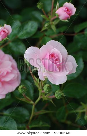 Tökéletes Pink Rose
