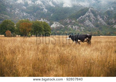 Cows And Bulls Grazing On Meadows In Portugal, Vintage Style