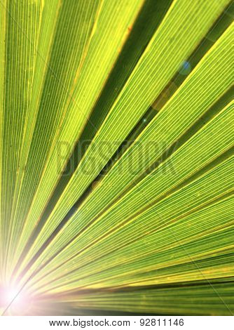 Palm tree leaf.