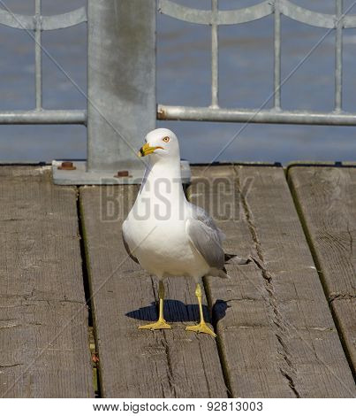 The Gull Is Staying Straight