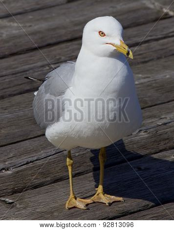 The Gull Close-up