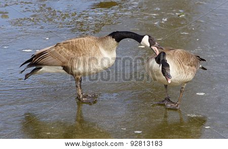 Crazy Lovers