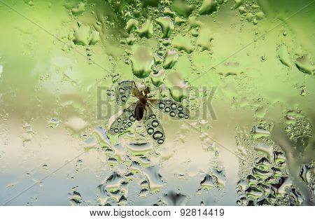 Mayfly stuck in the rain on the mirror.