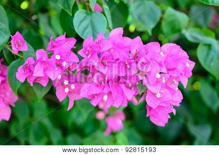 Bougainvillea Flowers Pink And Green Branch Garden
