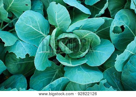 Closeup Plant Brussels Sprouts or Cabbage
