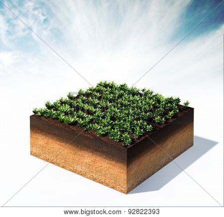 Rows Of Vegetables