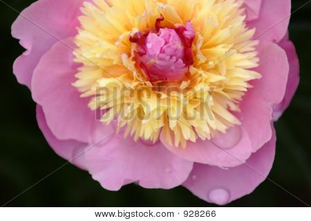 Nv_2608_Flowers입니다. 작 약입니다.