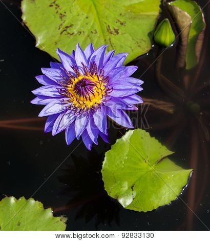 A big blue lotus in a clear water