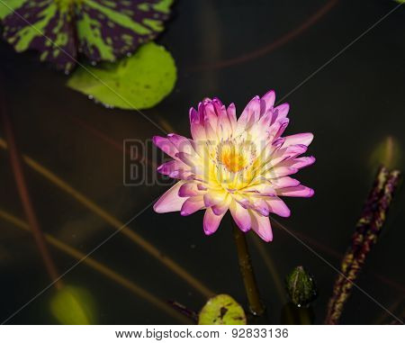 A pink lotus in a clear water