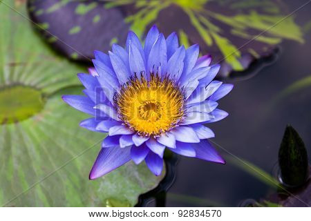 A purple lotus and its leafs are floating on the water