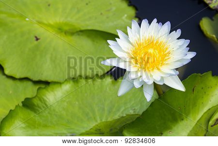 A light blue and yellow lotus with its leafs are growing up from the water